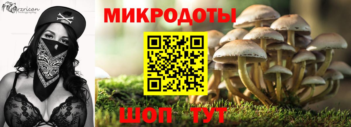 Галлюциногенные грибы Psilocybine cubensis Губаха